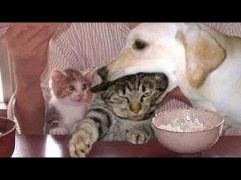 Funny dogs annoying cats - Cute animal compilation - UC9obdDRxQkmn_4YpcBMTYLw