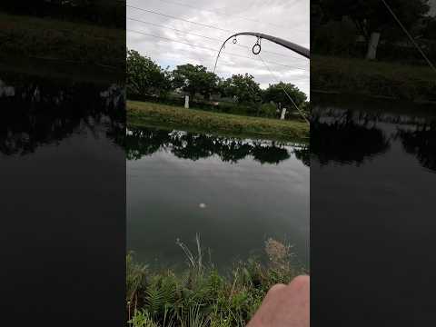 Florida Big Catch Mayan Cichlid #fishing #miami #outdoors