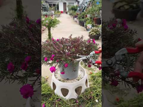 Portulaca flower 🌱 Pruning take care apply fertilizer #shorts #plants #viralvideo #gardening