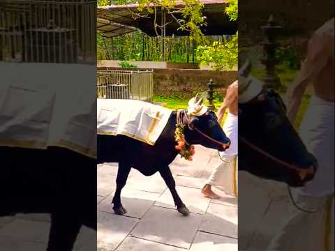 ഗോപൂജ... #vkdasvlogs