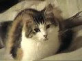 DestructoPussy