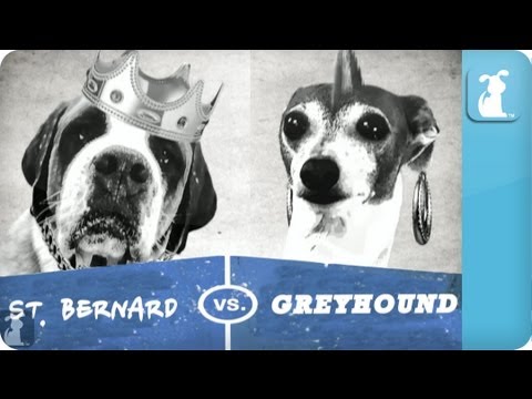 Pet vs. Pet Rap Battles: St. Bernard vs. Italian Greyhound - UCPIvT-zcQl2H0vabdXJGcpg