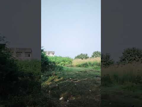 गांव देहात 🌿🌴#gaonkizindagi #bollywood