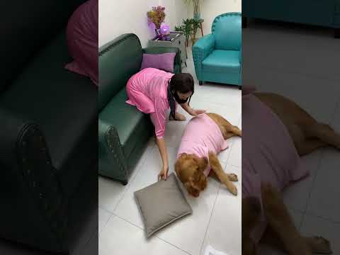 俗话说，床头吵架床尾和嘛 #funny #pets