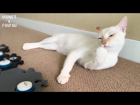 【感動】猫が押したボタンで家族大喜び🤍