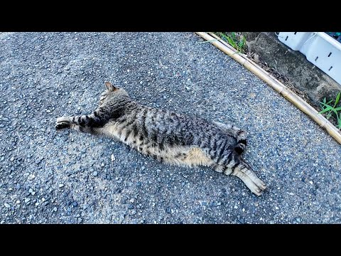 PUMA猫?!