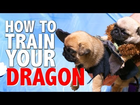 How To Train Your Dragon (Pug Puppy Version) - UCPIvT-zcQl2H0vabdXJGcpg