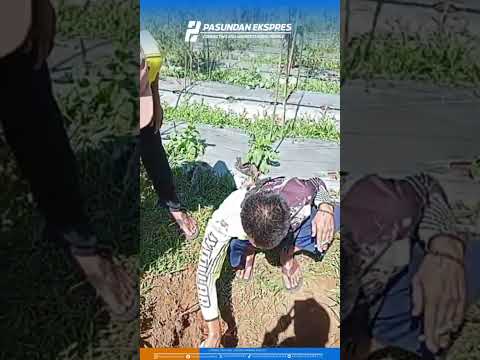 Sapi Ternak Warga Ditemukan Di Dalam Sumur Setelah 2 Hari #shortvideo #subang #subangnews