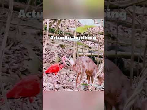 Most Weird Bird In World 🌎 😳 😅 #viral
