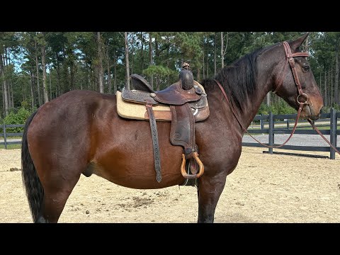 Bay gelding riding