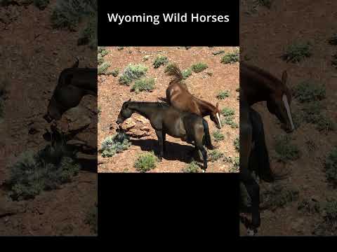 Wyoming Wild Horses 2
