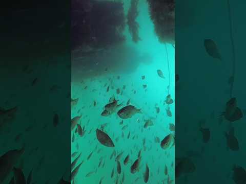 Big school of shiner perch #underwater #fish #nature #outdoors