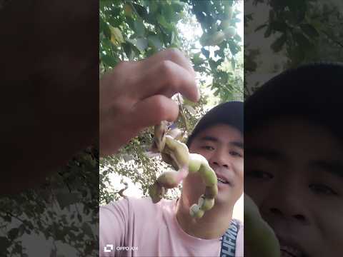 trái gì đây moi người mình không biết ai biết ạ#tonghopvlogs631 #funny #comedy