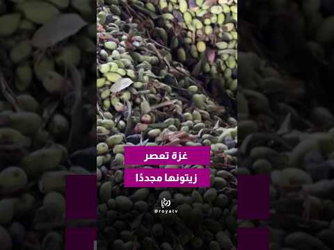 بعد تدمير معصرته خلال الحرب، عاد نصر عودة لعصر زيت الزيتون في معصرة صغيرة وسط غزة.
