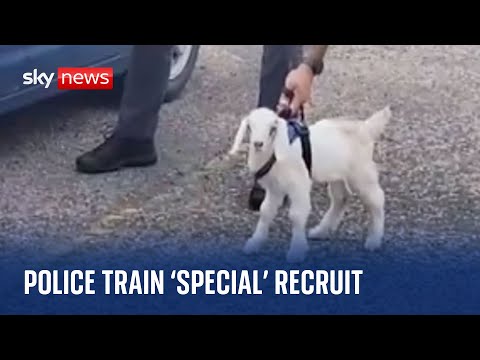 Police 'train' special K-9 recruit to sniff for drugs