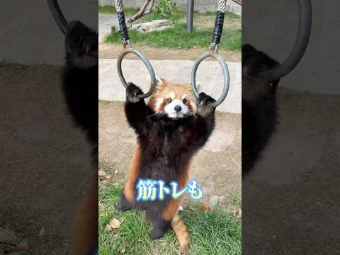 レッサーパンダが元祖パンダだった！？可愛すぎてにやけてしまいそう！