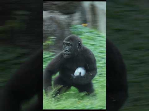 gorilla take 🧊 running 😆 #gorillatag #taipeizoo #金剛猩猩 #台北市立動物園 #zoo #funny サムネイル