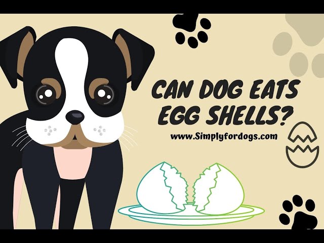 Can Dogs Eat Egg Shells? The Answer May Surprise You - HayFarmGuy