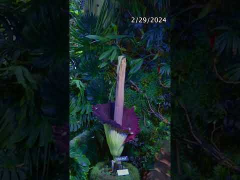 Watch our first corpse flower, Mirage, cycle through its bloom!