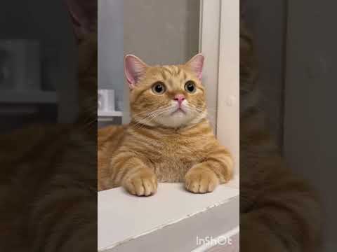 INILAH 7 KEAJAIBAN MEMELIHARA KUCING