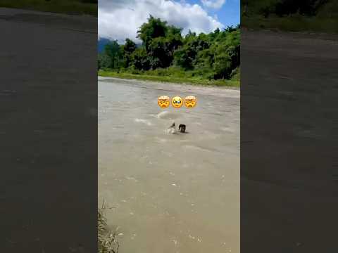 Kakoi #swimming #river #mountains #nature #foryou