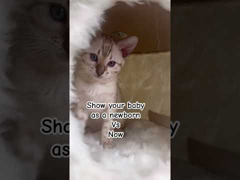 Cat grows up in 9 seconds #pets #cat