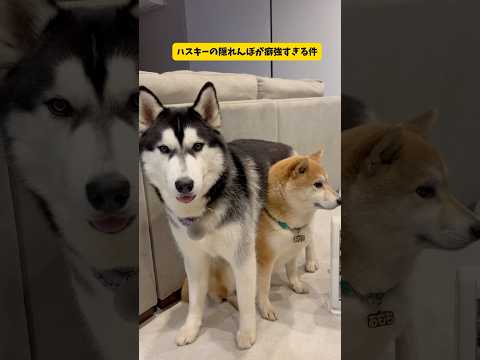 ハスキーの隠れんぼが癖強すぎる件#シベリアンハスキー#柴犬#おもしろ #shorts