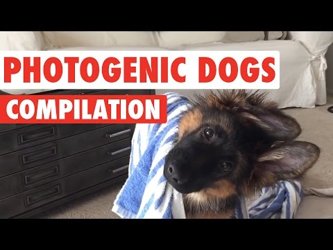 Photogenic Dogs Video Compilation 2016 - UCPIvT-zcQl2H0vabdXJGcpg