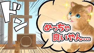 子猫とケンカ中…。だがプレゼントをあげると…！？