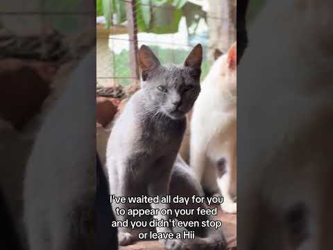 #helpmeplease #adoptstrays #cat #catrescue #animalwelfare #puppy please kindly donate something