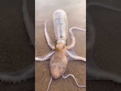 You Can Never Catch an Octopus 🐙