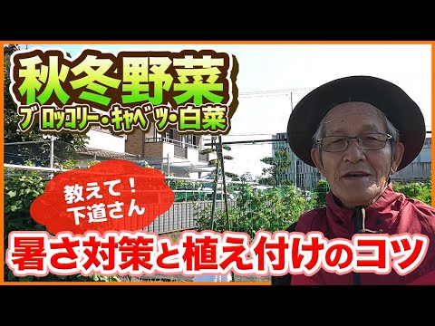 【秋冬野菜】ブロッコリー・キャベツ・白菜の植え付け＆暑さ対策を下道さんが解説！【農園ライフ】