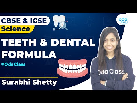 Teeth and Dental Formula | Science | Class 6-7 | Surabhi Ma'am