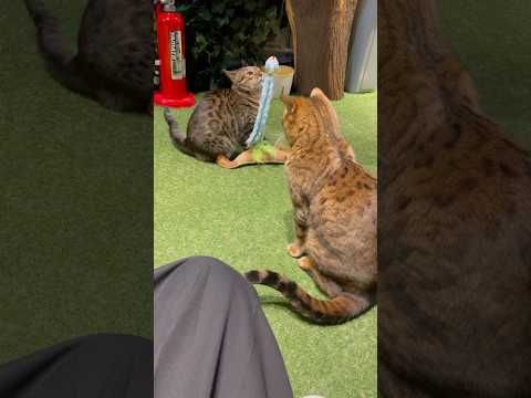 おもちゃに興味津々な猫達？【#京都ひょう猫の森 】