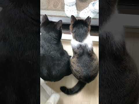 外に何かいたって鳴く猫#shorts