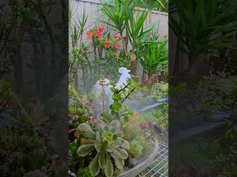 Dante's Garden #shortvideo