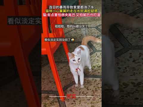連日的暴雨導致家裡都泡了水 貓咪小心翼翼的走在水中滿臉疑惑 #貓 #可愛 #意外 #有趣 #搞笑 #cat #cute  #amazing #funny #laugh #shorts サムネイル