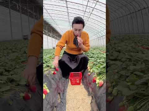 Pro tip for strawberry picking: Eat first to get your money’s worth, then pack to go!