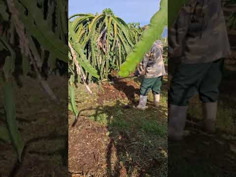 Tiếp tục cải tạo bộ rễ cho thanh long #thanh vlog 2271