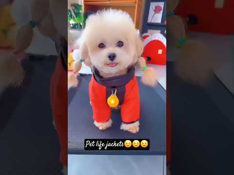 Cute dog. #shortsshorts #viralshort #viralvideo #funydog1010 #poodle #cutepuppy #usadogs #funny #dog
