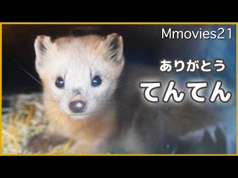 【ありがとう】エゾクロテンの