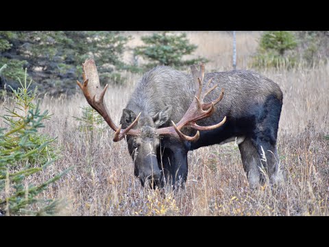 An Awesome Nontypical Bull Moose