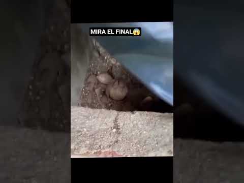 MIRA EL FINAL 😱 #español #humor #viral #short #shorts #españa #trend #risa #animals