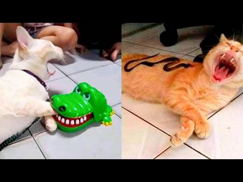 Funniest Animal - Best Of The 2022 Funny Dogs And Cats Videos #4