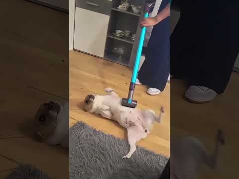 Funny and cute dogs compilation#funnydogs#cute#doglover#doglife#cure#dogshorts#pet#doglife#dogshorts