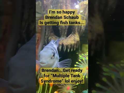 Brendan Schaub FISH TANK @TheFighterAndTheKid #sho Brendan Schaub FISH TANK  @TheFighterAndTheKid  #shorts #thefighterandthekid #brendanschaub #fishtan