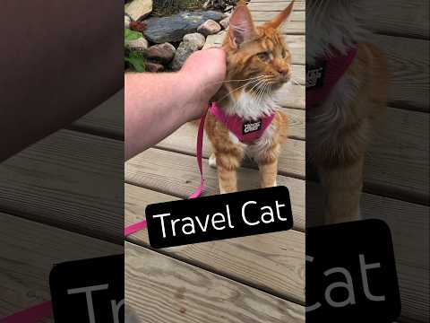 Arsyne's Outdoor Adventure! Giant 6-Month Maine Co Arsyne's Outdoor Adventure! Giant 6-Month Maine Coon Kitten Explores in Travel Cat Harness

Join us 