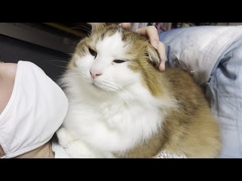猫の動画サムネイル - ゴールデンウィーク後半の夜を娘のベッドで過ごす猫