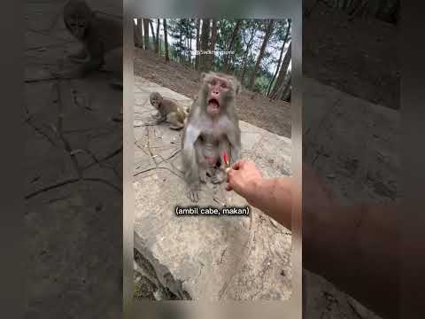 monyet di kasih cabe #shorts #short