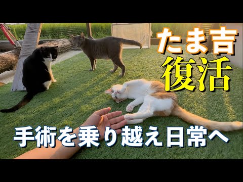 術後元気に復活！みんなと過ごす夕方ルーティン！
